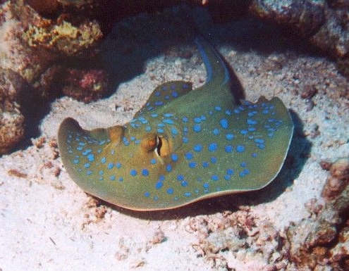 Shark and Rays – Indo Marine Center