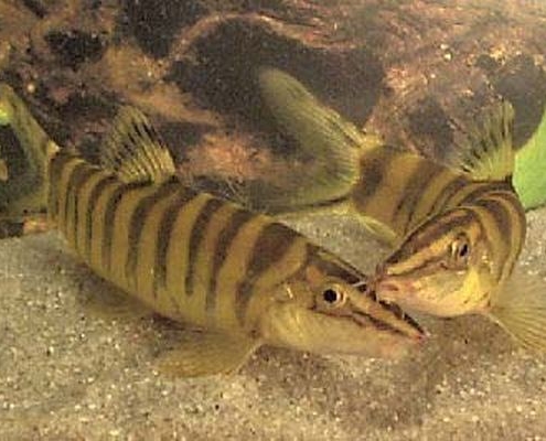 Locak Fish Loaches – Indo Marine Center