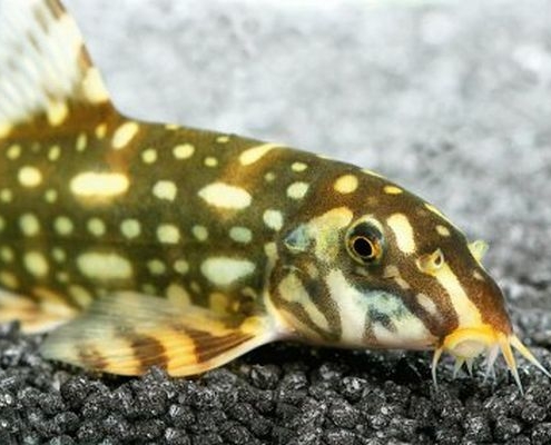 Locak Fish Loaches – Indo Marine Center